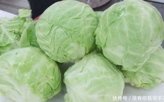 秋白菜种植技术及管理，秋白菜种植技术及管理白萝卜