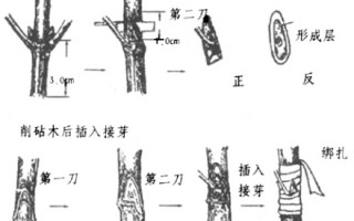 葡萄老枝嫁接技术图解，葡萄老枝嫁接技术图解视频